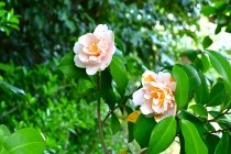 tubaki_iwazumi_250417