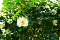 tubaki_tsukikage_250417