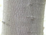 ツブラジイ　樹皮