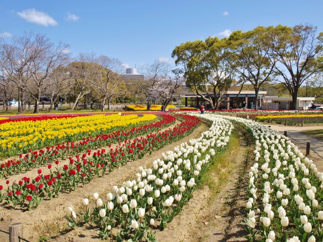 チューリップ①