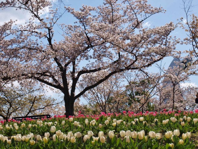 「花」の季節です