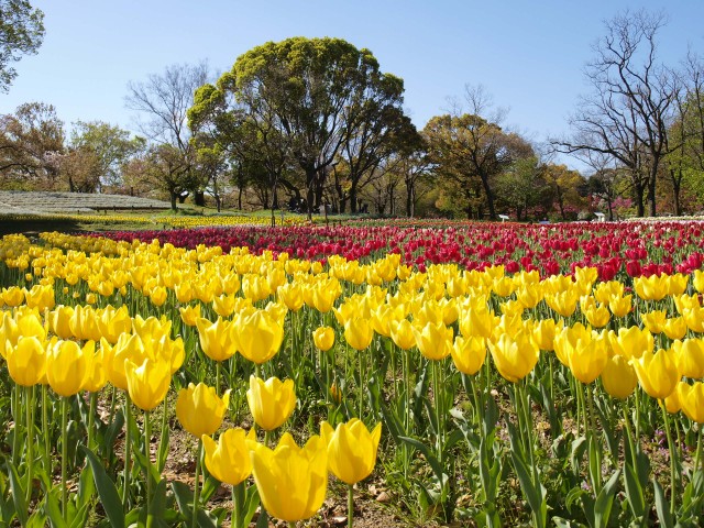 チューリップ 花アルバム 過去の開花状況 万博記念公園 チューリップ 花アルバム 過去の開花状況 万博記念公園