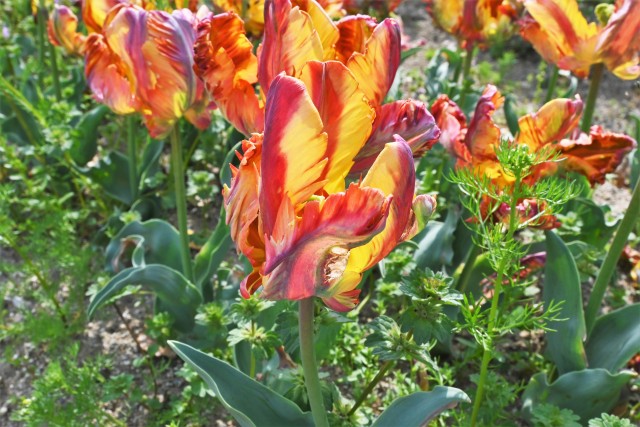 tulip_220419_02