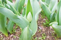 tulip_230322_03