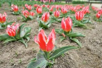 tulip_230405_05