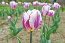 tulip_230405_06