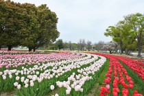 tulip_230405_07