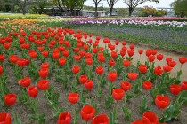 tulip_230412_03