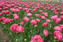 tulip_230412_04