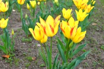 tulip_230412_07