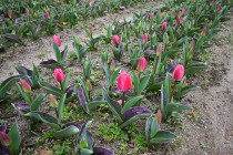 tulip_240325_02