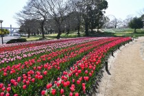 tulip_240401_03