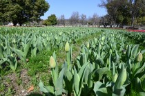 tulip_240401_05