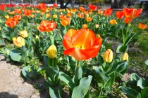 tulip_240402_03