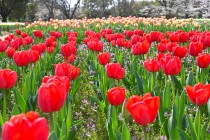 tulip_240405_03