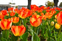 tulip_240405_05