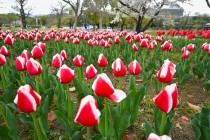 tulip_240409_04