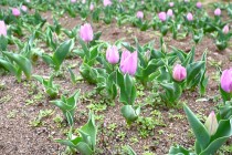 tulip_250328_02
