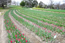tulip_250402_02