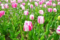 tulip_250417_05