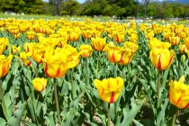tulip_250421_05