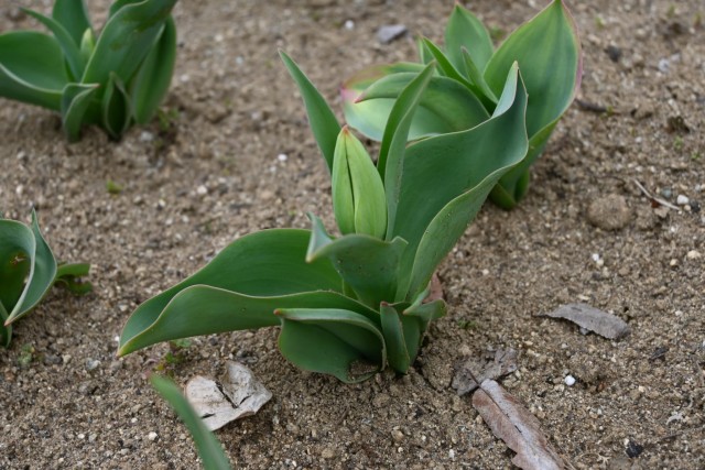tulip_260325_01