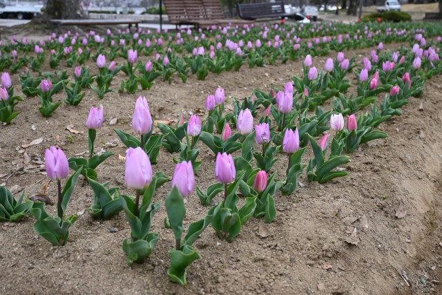tulip_260325_02