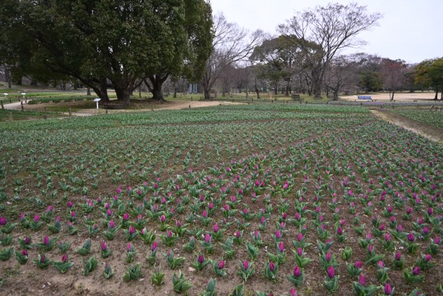 tulip_260325_03