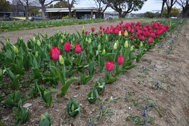 tulip_260325_04