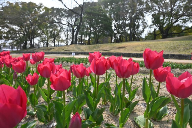 tulip_260330_01