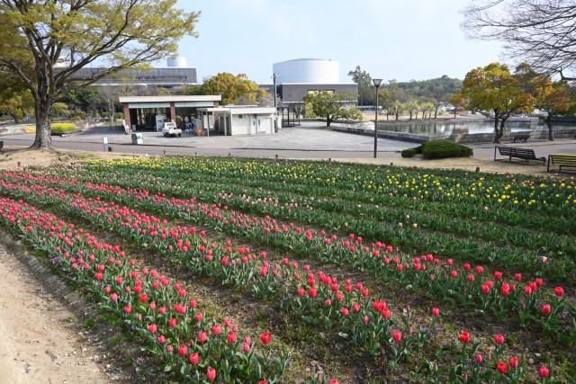 tulip_260330_02