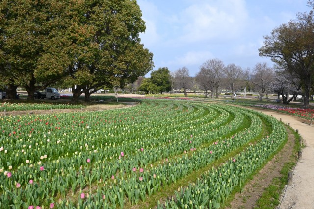 tulip_260330_03