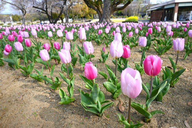 tulip_260330_04
