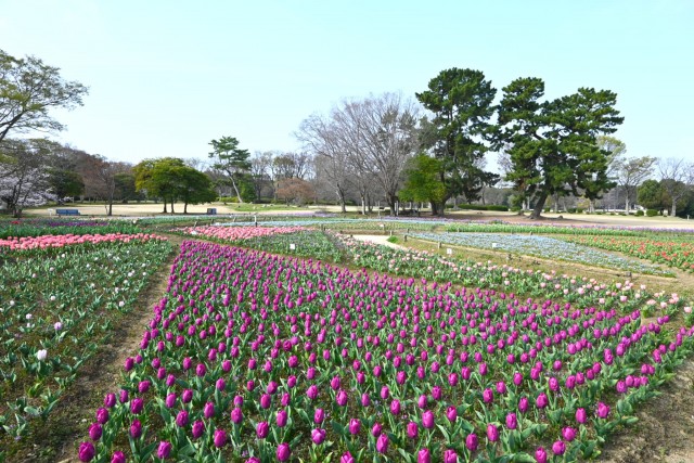 tulip_260330_05