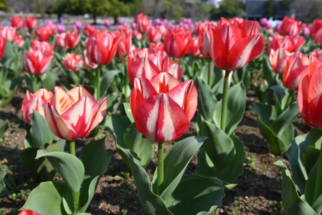 tulip_260402_01