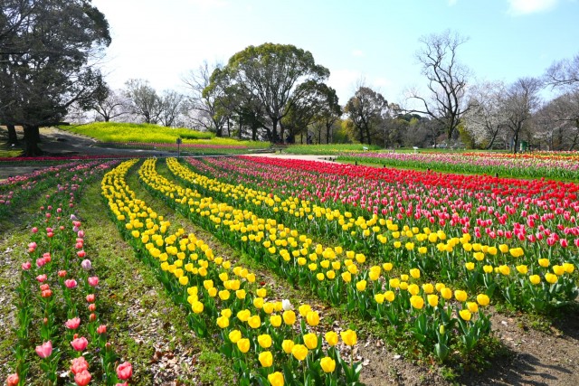 tulip_260402_02