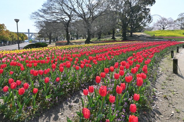 tulip_260402_03