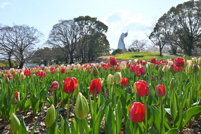 tulip_260402_04