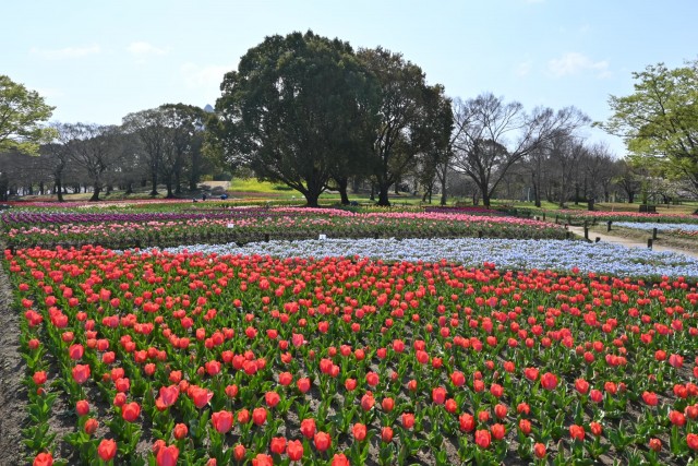 tulip_260402_05