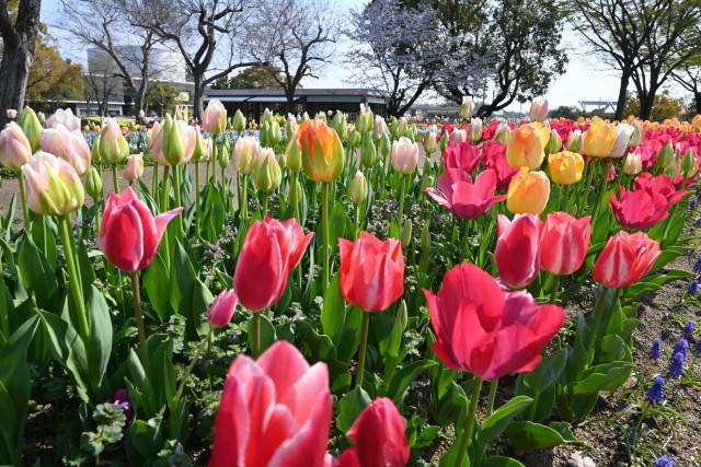 tulip_260402_06