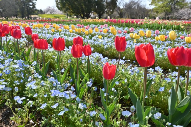 tulip_260402_07