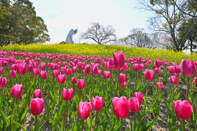 tulip_260402_08
