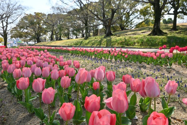 tulip_260402_09