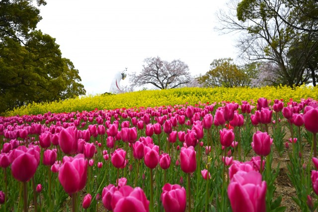 tulip_260407_01