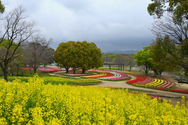 tulip_260407_02