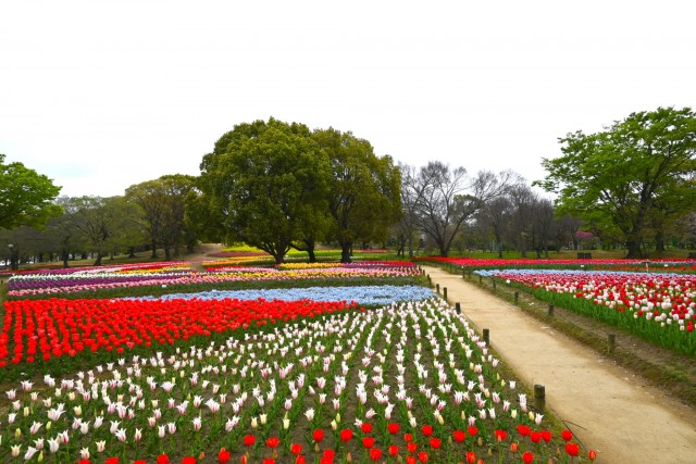 tulip_260407_03