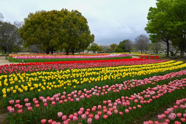 tulip_260407_04