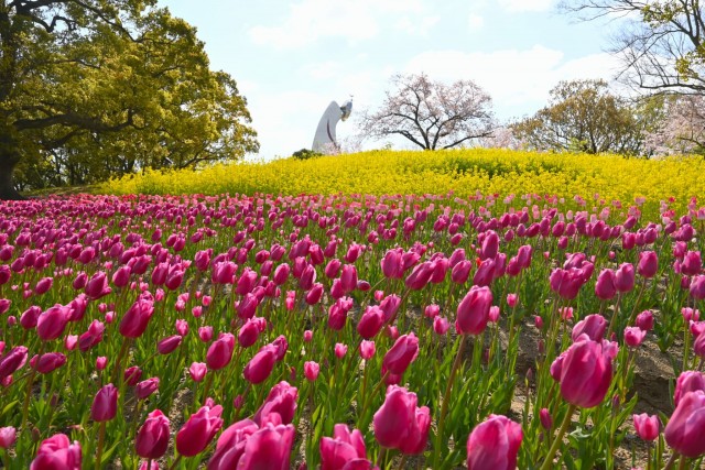 tulip_260408_01