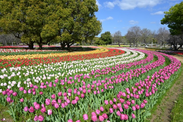tulip_260408_02
