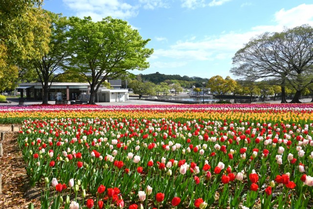 tulip_260408_03